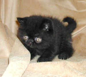 Purfurvid Persian And Exotic Shorthair Cats Bernice Kittens 2002